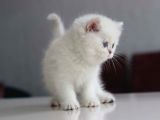Beyaz British Shorthair Yavrularım