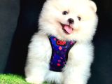 Ori̇ji̇nal Boo Suratli Pomerani̇an Yavrularimiz
