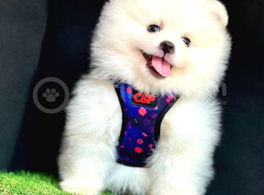 Ori̇ji̇nal Boo Suratli Pomerani̇an Yavrularimiz görsel