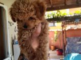 Çin Teacup Red Poodle Orijinal