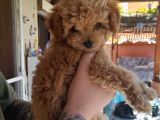 Çin Teacup Red Poodle Orijinal