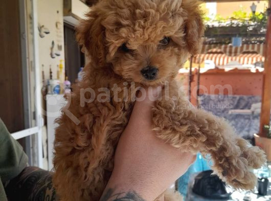 Çin Teacup Red Poodle Orijinal görsel