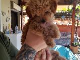 Çin Teacup Red Poodle Orijinal