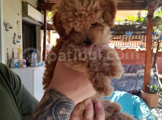 Çin Teacup Red Poodle Orijinal görsel