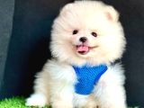 ORİJİNAL BOO SURATLI POMERANİAN YAVRULARIMIZ