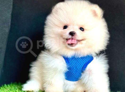 Ori̇ji̇nal Boo Suratli Pomerani̇an Yavrularimiz