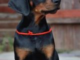 Arkadaşınız Doberman Yavru Erkek ve Disi