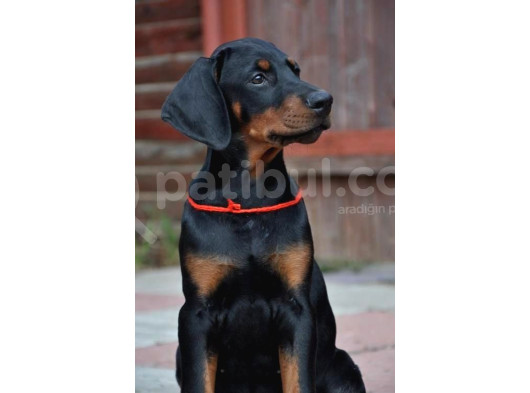 Arkadaşınız Doberman Yavru Erkek Ve Disi