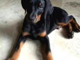 Arkadaşınız Doberman Yavru Erkek Ve Disi