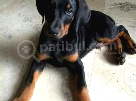 Arkadaşınız Doberman Yavru Erkek Ve Disi görsel