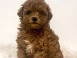 Kıpkırmızı Red tooy poodle sevimli yavrular 
