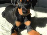 İnsanlardan Sıkıldınız Mı O Zaman Bir Doberman Alın Estetikl