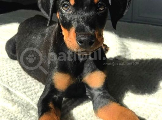 İnsanlardan Sıkıldınız Mı O Zaman Bir Doberman Alın Estetikl görsel