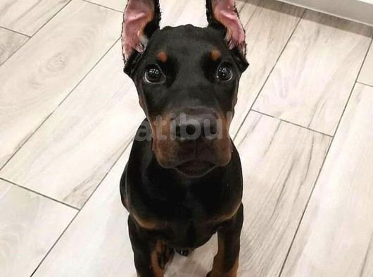 İnsanlardan Sıkıldınız Mı O Zaman Bir Doberman Alın Estetikl görsel