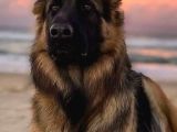 Ne Diyeceğimi Bilemiyorum O Kadar Güzel Bir Alman Kurtları