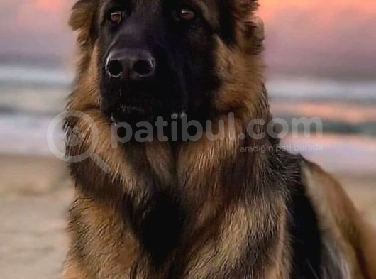 Ne Diyeceğimi Bilemiyorum O Kadar Güzel Bir Alman Kurtları görsel