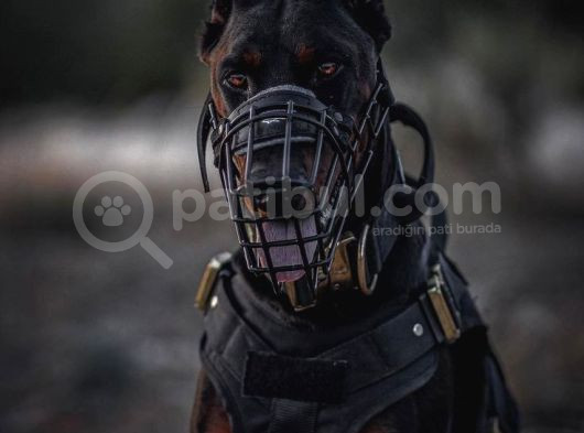 Bir Dobermanınız Var Ise Emanet Taşımanıza Gerek Yok görsel