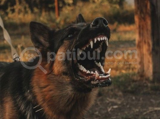 Ne Diyeceğimi Bilemiyorum O Kadar Güzel Bir Alman Kurtları görsel