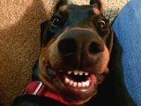 İnsanlardan Sıkıldınız Mı O Zaman Bir Doberman Alın Estetikl