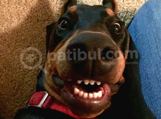 İnsanlardan Sıkıldınız Mı O Zaman Bir Doberman Alın Estetikl görsel