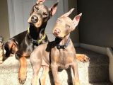 İnsanlardan Sıkıldınız Mı O Zaman Bir Doberman Alın Estetikl
