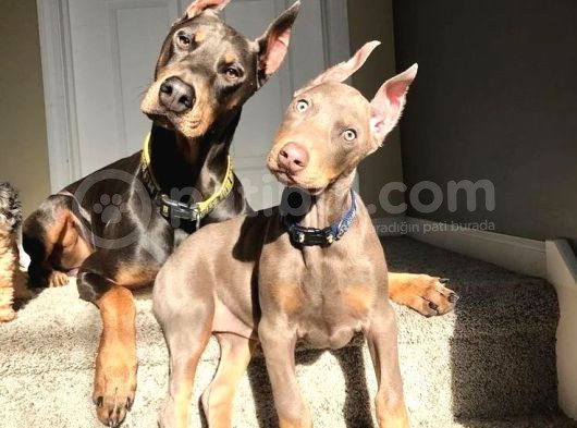 İnsanlardan Sıkıldınız Mı O Zaman Bir Doberman Alın Estetikl görsel