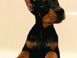 Bir Dobermanınız Var Ise Emanet Taşımanıza Gerek Yok