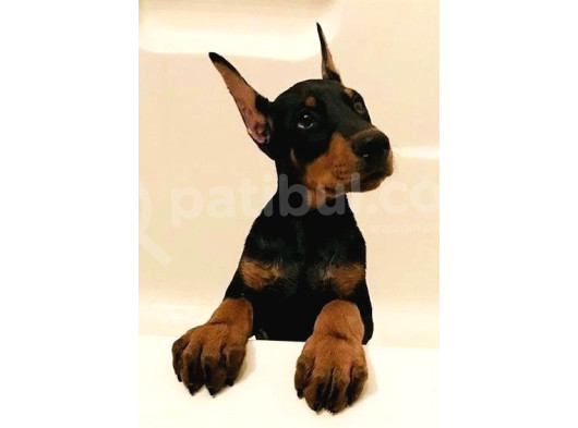 Bir dobermanınız var ise emanet taşımanıza gerek yok