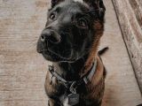 öl desen ölücek tek köpek ırkı kudretli malinos