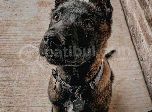 Öl Desen Ölücek Tek Köpek Irkı Kudretli Malinos