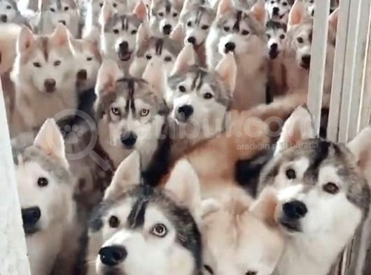 Asaletten Yıkılan Güzellikleri Göz Kamaştıran Huskyler görsel