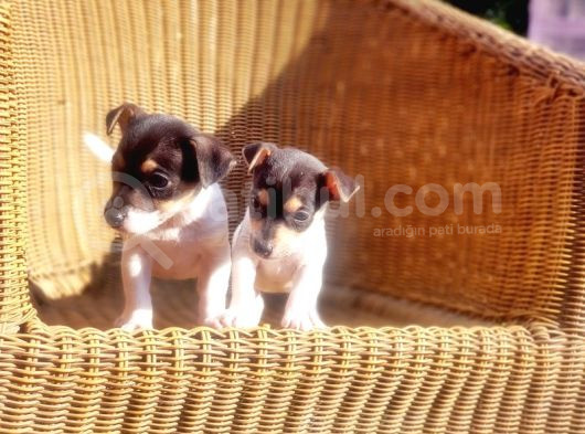 Jack Russel Yavru görsel