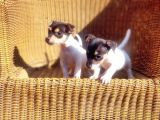 jack russel yavru