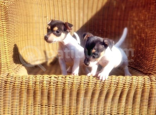 Jack Russel Yavru