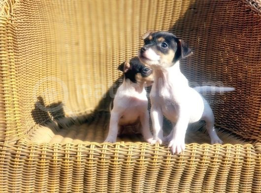 Jack Russel Yavru görsel