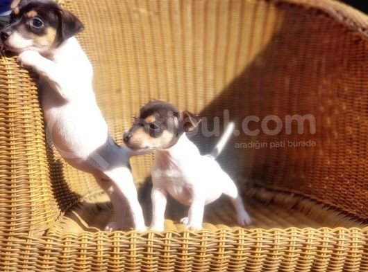 Jack Russel Yavru görsel