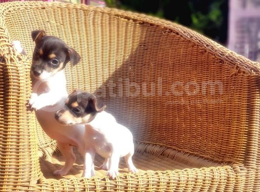 Jack Russel Yavru görsel