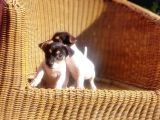 Jack Russel Yavru