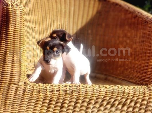 Jack Russel Yavru görsel