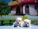 Maltese Terri̇er Yavrusu