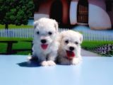 Maltese Terri̇er Yavrusu