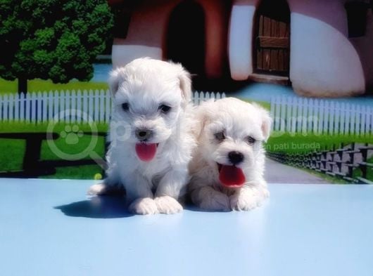 Maltese Terri̇er Yavrusu görsel