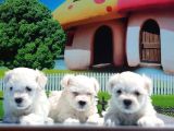 Maltese Terri̇er Yavrusu