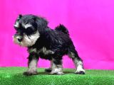 schnauzer yavru