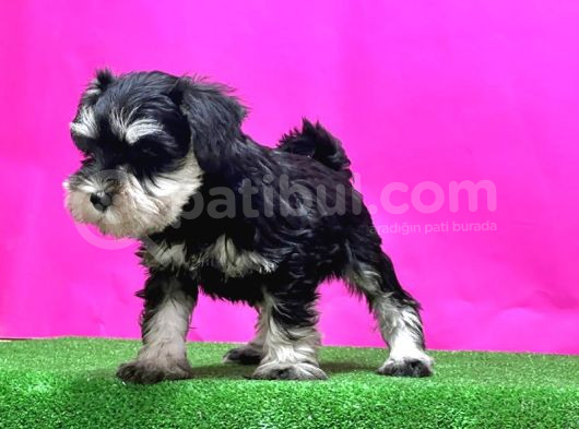 Schnauzer Yavru