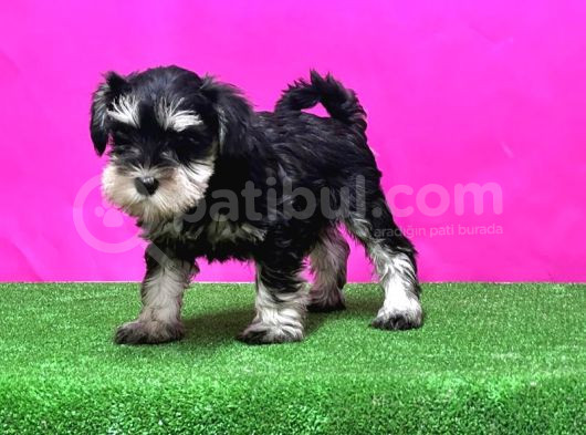 Schnauzer Yavru görsel