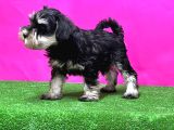 Schnauzer Yavru