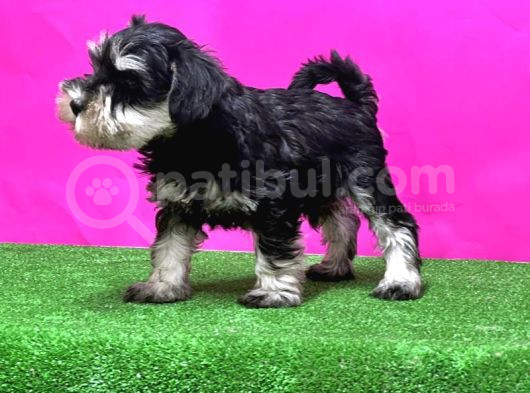 Schnauzer Yavru görsel