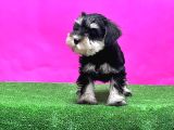 Schnauzer Yavru