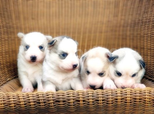 Husky Sibirya Kurdu Yavru görsel